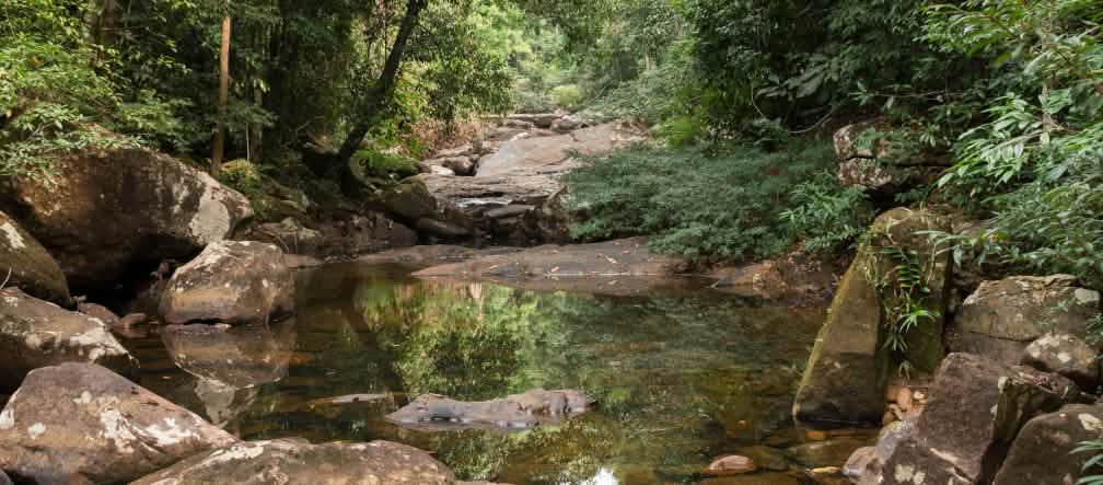 Anak sungai dengan batu besar di hutan hujan