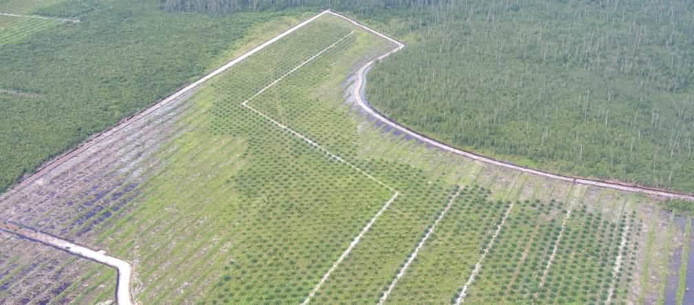 Kenyataan: Perkebunan sawit daripada hutan hujan di Kalimantan HGU di Kalimantan