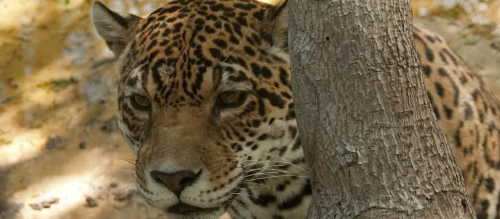 Seekor jaguar bersembunyi di belakang pohon