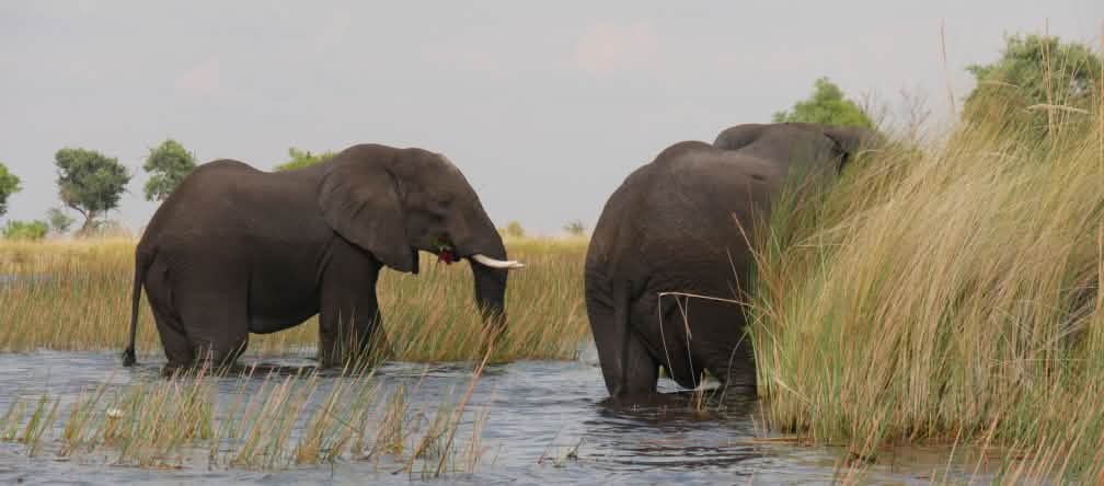 Gajah-gajah di delta Okavango, Botswana