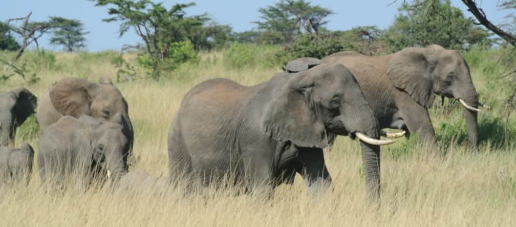 Perlindungan alam tidak boleh melanggar HAM Kawanan gajah di Serengeti