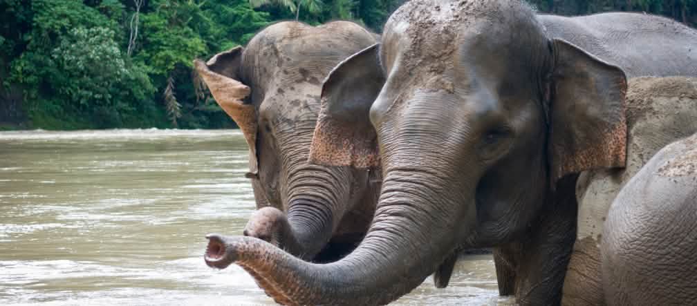 Untuk kertas, karton dan selulosa habitat hewan dihancurkan. Gajah-gajah Sumatera mandi di sungai