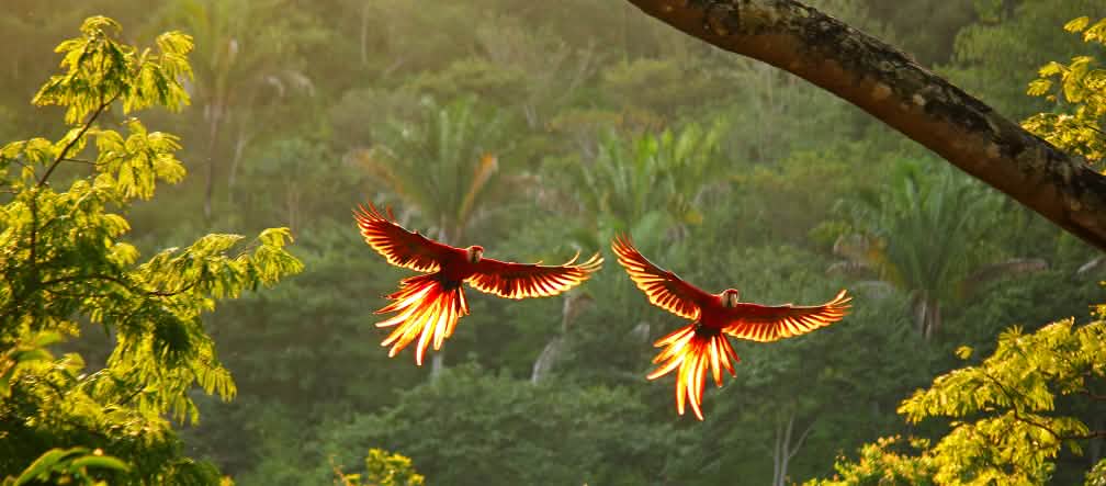 Dua burung makaw karmizi dengan sayap terbentang lebar terbang di hutan hujan