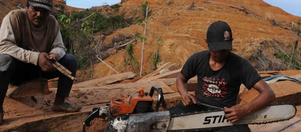 Pemotong kayu dengan mesin gergaji Stihl