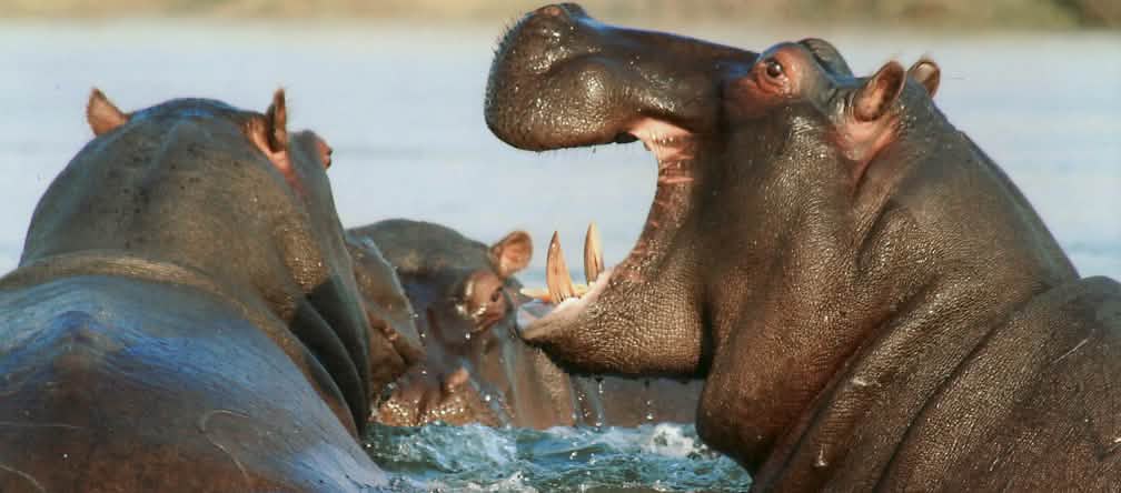 Kuda nil hipotamus
