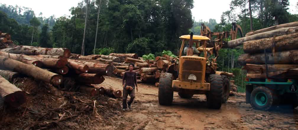 Penebang kayu merusak hutan Kelantan Penebangan kayu di Malaysia: Sebuah traktor pengeruk mengangkat gelondongan pohon yang dimuat ke atas truk