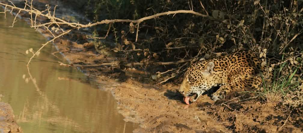 Seekor jaguar menyamar di semak-semak sedang minum di kubangan air
