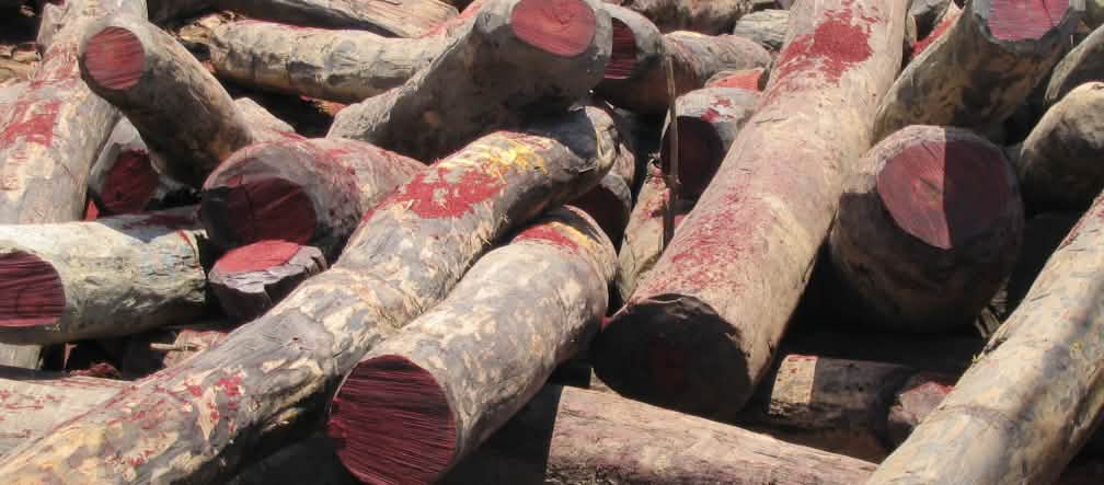 Palisander dan kayu hitam di Afrika ditebang ilegal Gelondong kayu Rosewood yang ditebang ilegal di Madagaskar