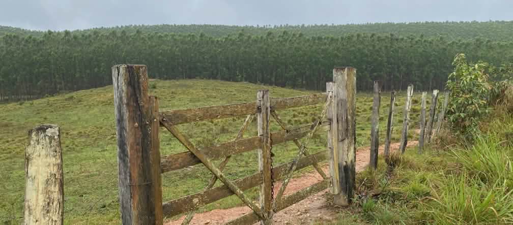 Pagar kayu yang tertutup. Di depannya padang rumput dengan latar belakang perkebunan eukaliptus yang luas