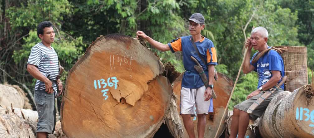 Pohon besar dan masyarakat Dayak Tomun