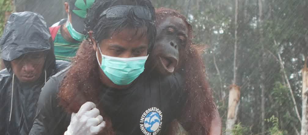 Orang utan yang terluka