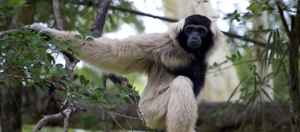 Pileated gibbon (hylobates pileatus) duduk di atas ranting yang besar dan menatap kamera