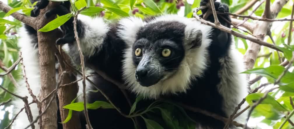 Hewan indri sedang duduk di dahan pohon, bulunya berwarna hitam-putih