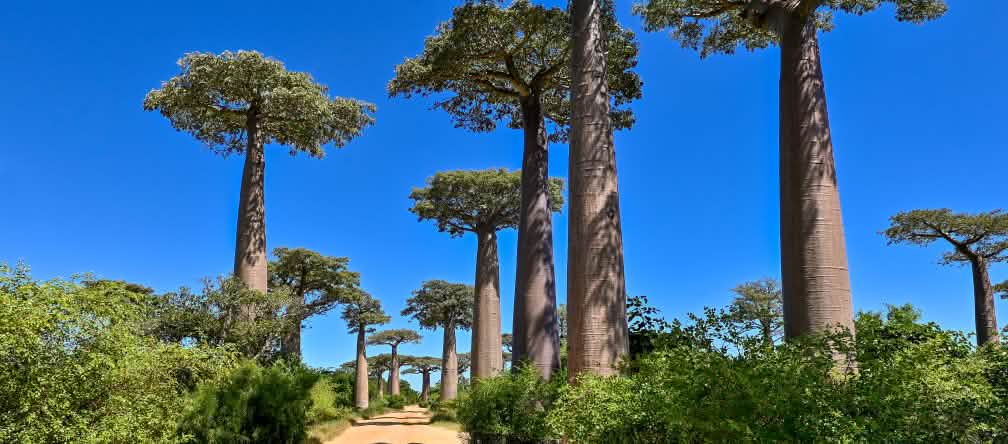 Pohon-pohon baobab disepanjang jalan berpasir di Madagaskar