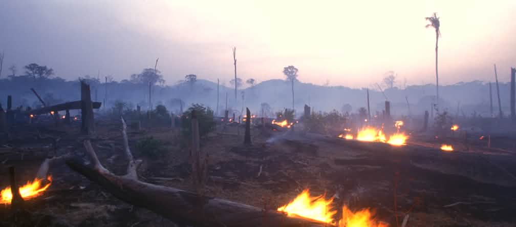 Tebas dan bakar hutan di Brasil