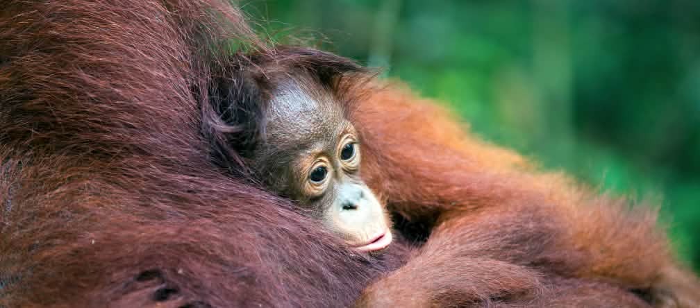 Orang utan bersama anaknya