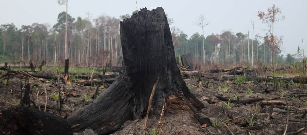 bencana asap dan perubahan iklim Hutan terbakar