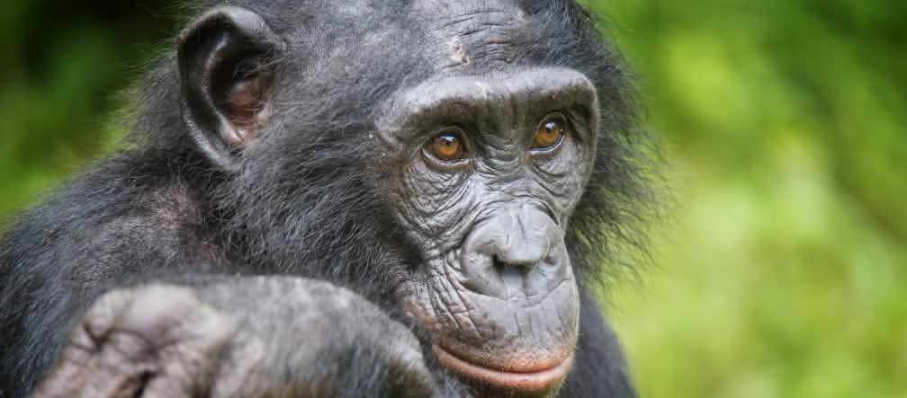 Bonobo