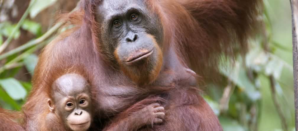 orang utan dengan anaknya