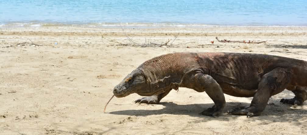 Biawak Komodo jalan di pantai pasir