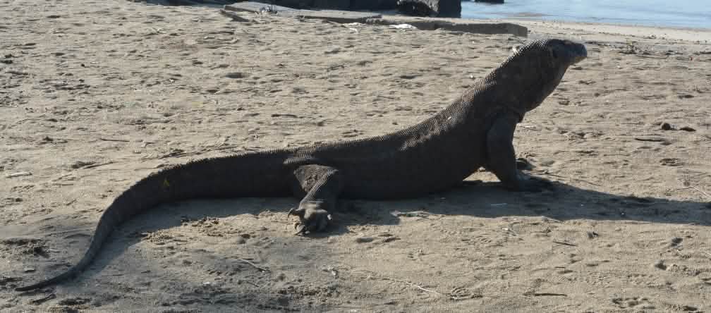 Biawak Komodo didepan dermaga