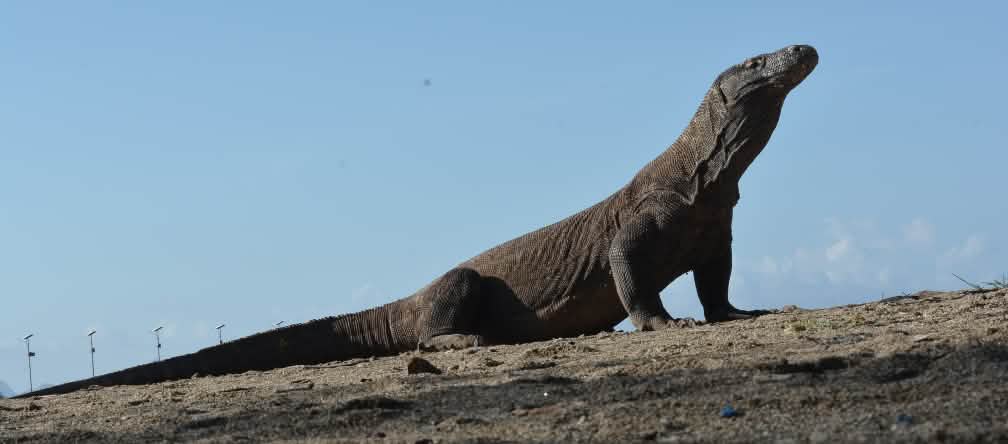 Biawak Komodo melihat ke atas