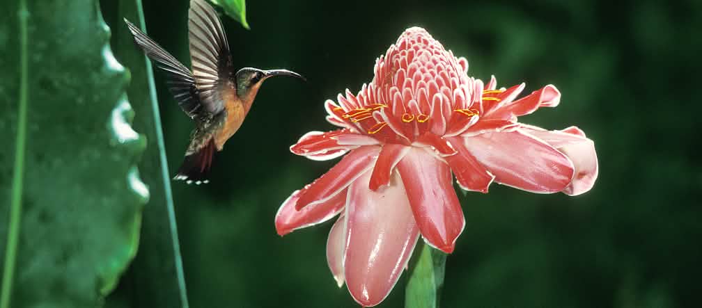 Kolibri Kolibri
