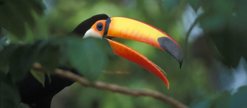 Seekor burung tukan besar bertengger di atas batang pohon di hutan hujan