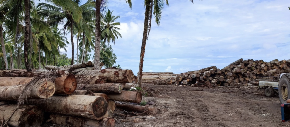 Kayu tropis di bawah pepohonan palem