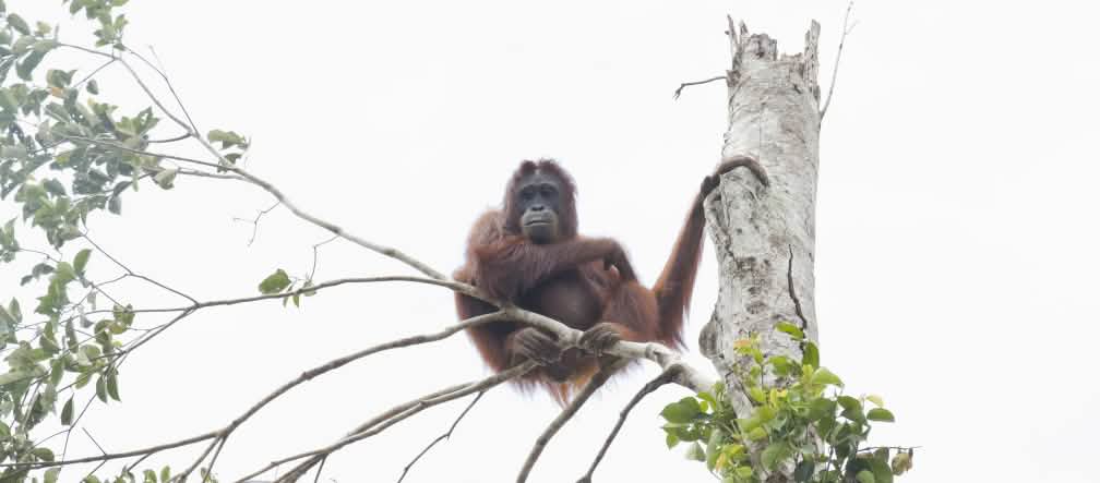 Orangutan diambang kepunahan Orangutan di pohon