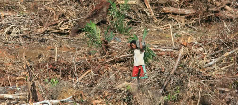 Hutan Sumatera, Kalimantan dan Papua tetap terjaga! Perampasan hutan di pengunungan Tambrauw, Papua Barat