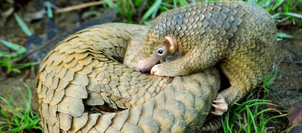 Anak trenggiling memeluk induknya yang berbaring melingkar di atas tanah hutan