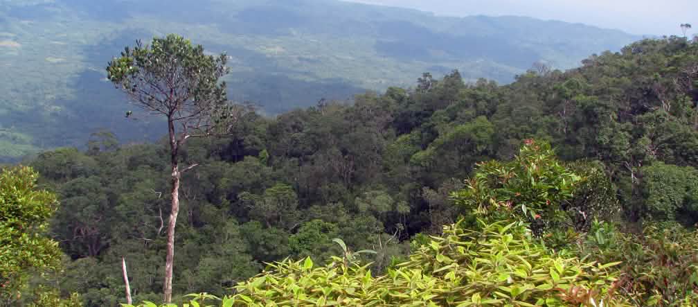 Lanskap pegunungan berhutan. Di latar depan nampak sebuah pohon tinggi