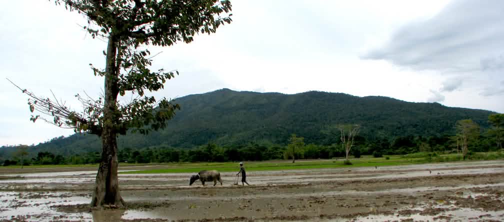 Seorang petani membajak sawah dengan sapi. Di latar belakang nampak punggung gunung