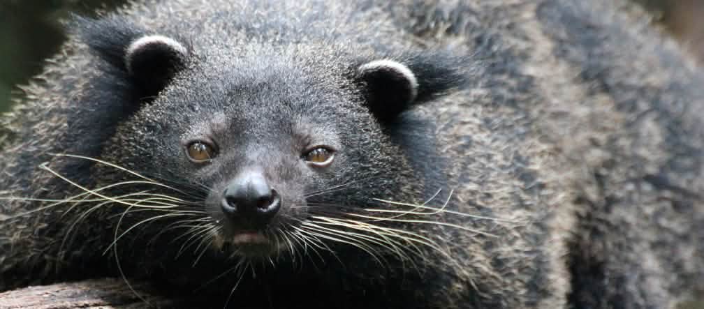 Hewan serupa beruang hitam dengan kumis panjang sedang menduduki batang pohon dan melihat ke arah kamera
