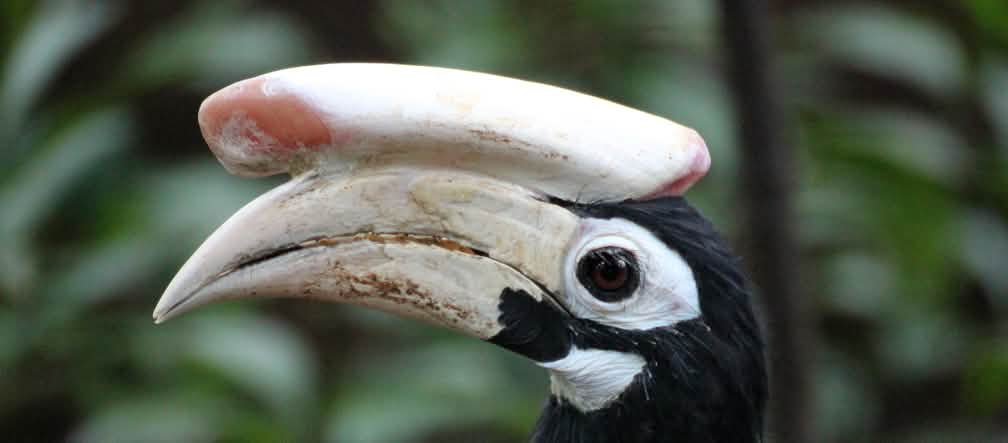 Seekor burung enggang hitam. Di atas paruh putihnya terdapat semacam tanduk yang cukup besar. Terlihat lingkaran putih yang mengitari mata burung ini
