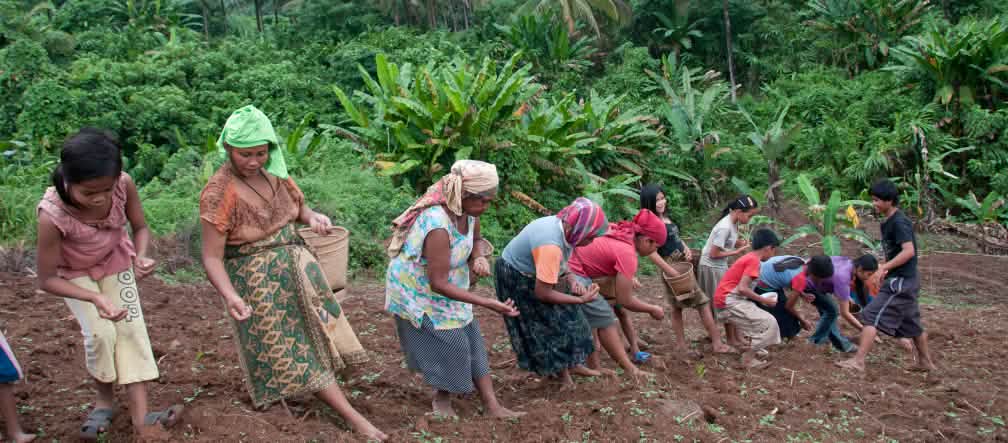 Di ladang hutan yang kecil masyarakat adat menanam sayur dan padi. Bila hutan ditebang, hilanglah sebagian besar mata pencaharian mereka. Perempuan menanam padi gunung