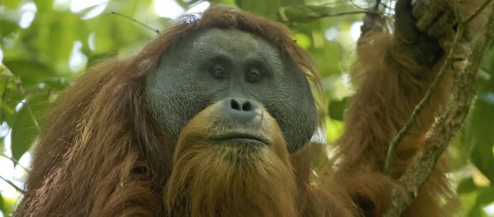 Seekor dari 800 ekor orangutan Tapanuli di hutan Batang Toru Orang Utan Tapanuli di pohon