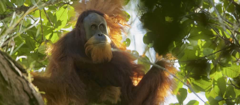 Hakim di Medan menjatuhkan palu tentang nasib Orangutan Tapanuli orangutan Tapanuli di pohon