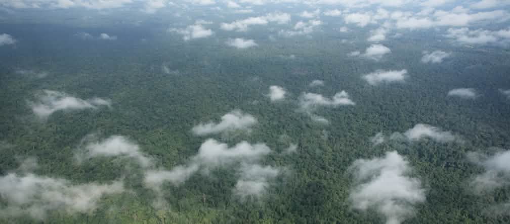Foto dari udara: awan di atas hutan hujan yang rimbun