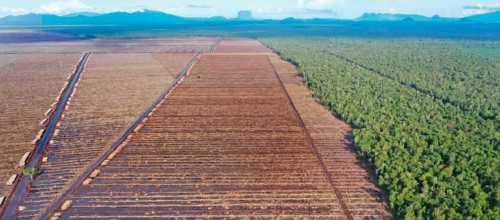 Sebelah kiri adalah hutan yang sudah ditebang untuk industri kertas, kanan hutan alami