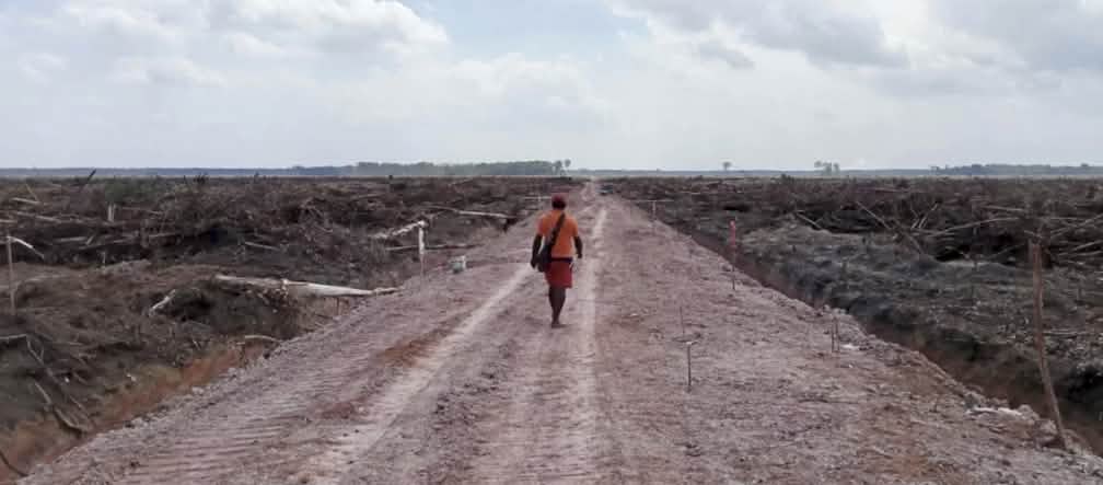 Seorang pria berjalan melewati lahan hutan yang sudah gundul