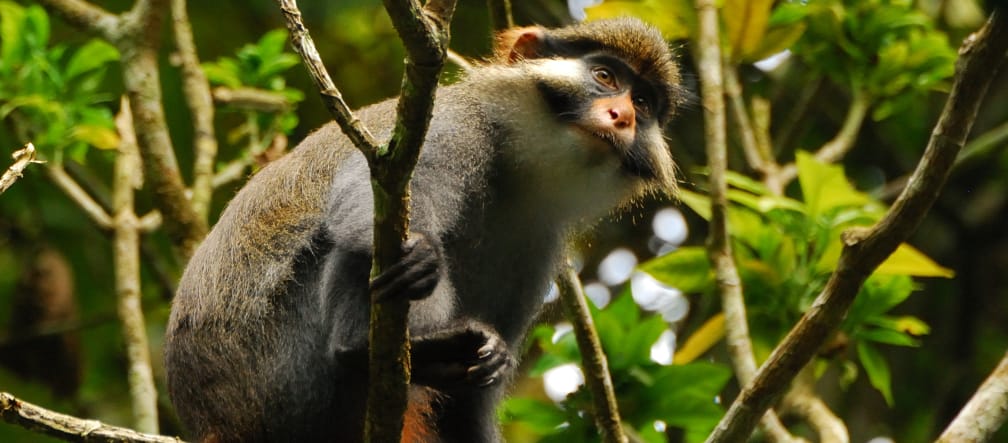 Monyet kuping merah (Cercopithecus erythrotis) di hutan hujan Ebo, Kamerun Monyet kuping merah (Cercopithecus erythrotis) di Kamerun