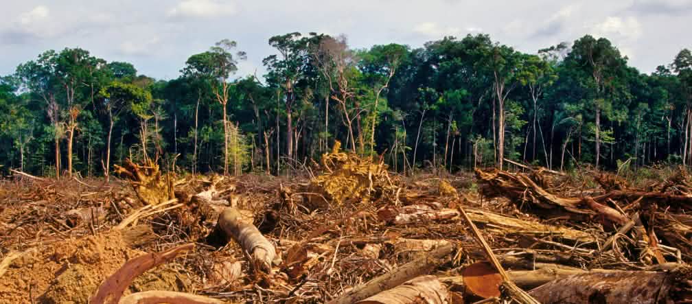 Ketika hutan dirusak, resiko akan epidemi baru akan naik pembukaan hutan hujan