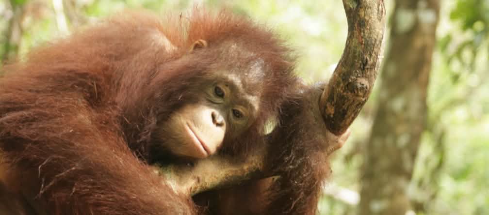 orang utan di Kalteng
