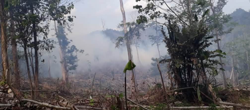 Deforestasi di Indio Maiz, Nikaragua