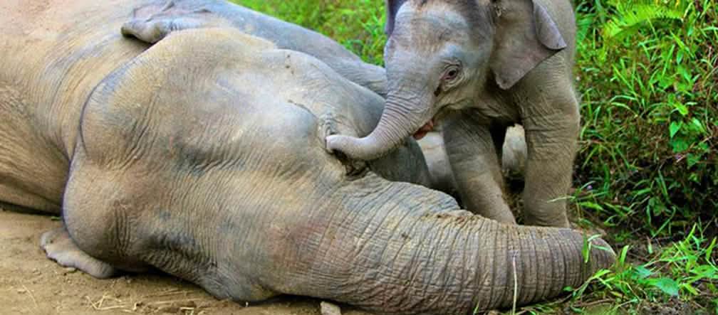 Seekor anak gajah sia-sia berusaha membangunkan ibunya yang terkapar di tanah karena diracun. Dengan belalainya seekor anak gajah mencoba dengan sia-sia untuk membangunkan ibunya yang beracun