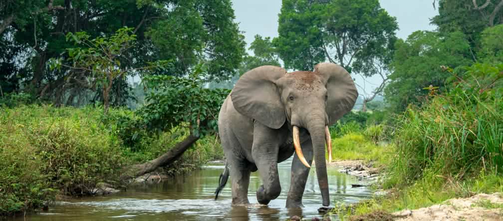 Gajah hutan di Afrika