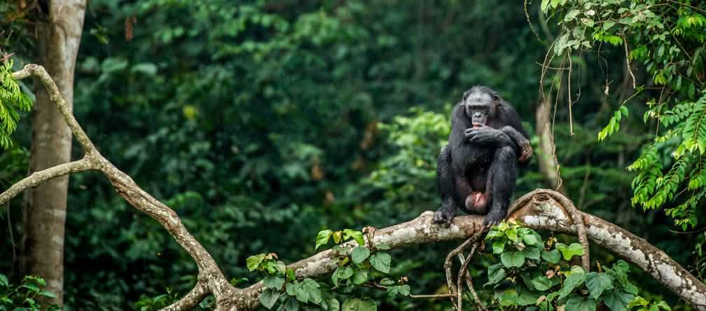 Hewan bonobo hanya ada di Republik Demokrasi Kongo Bonobo dicabang pohon di Kongo