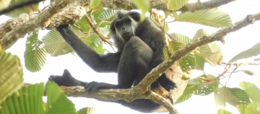 simakobu / langur berekor babi / monyet buntut babi